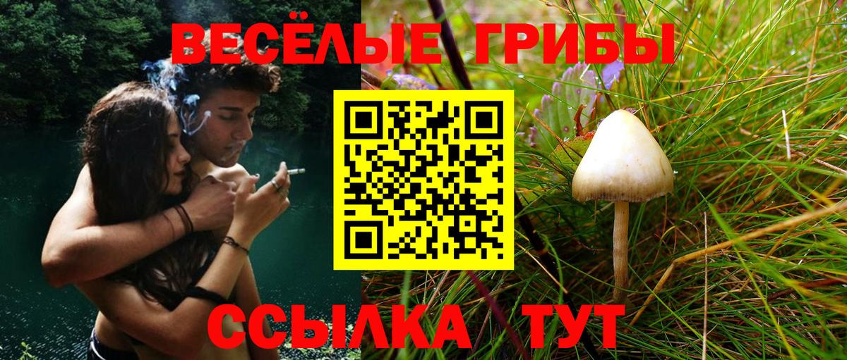 Зерноград  Псилоцибиновые грибы Psilocybine cubensis  Вход с VPN 
